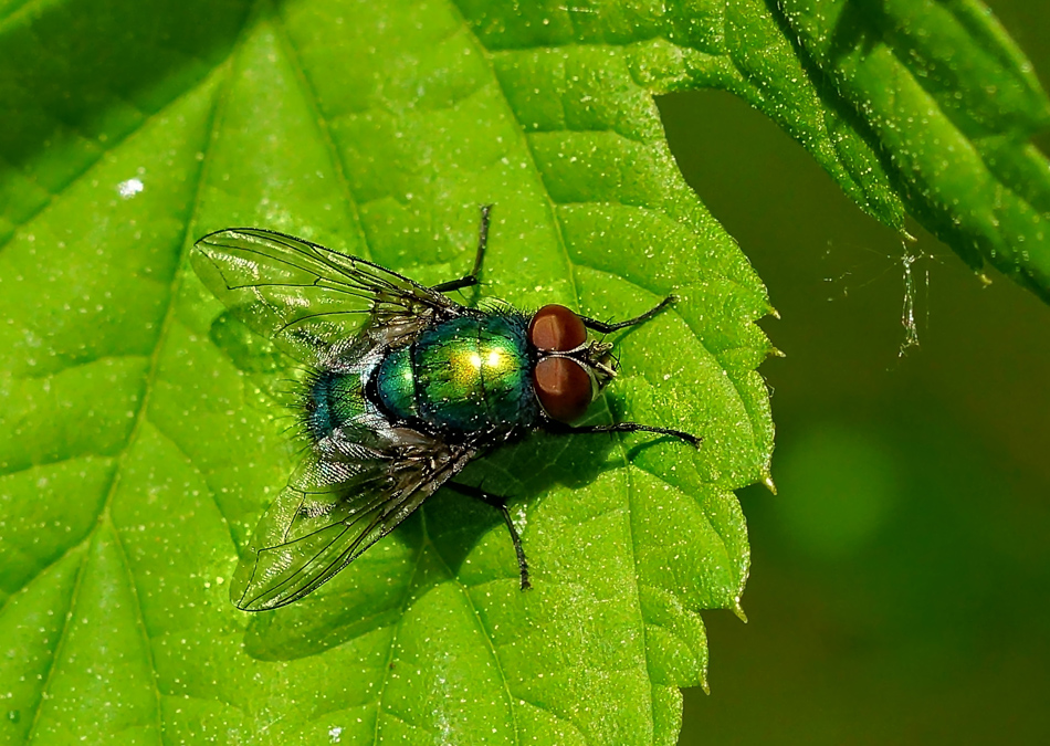 Goldfliege (Lucilia sericata)