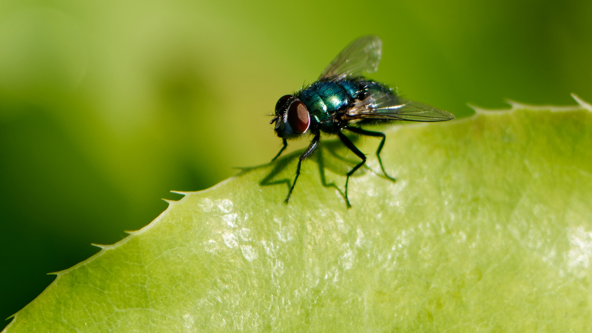 Goldfliege (Lucilia sericata)