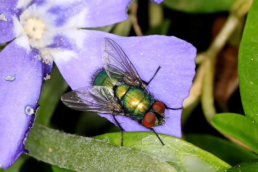 Goldfliege (Lucilia sericata)