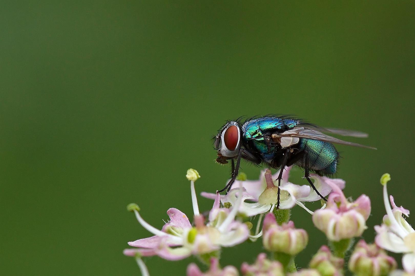 Goldfliege (Lucilia sericata)