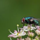 Goldfliege (Lucilia sericata)