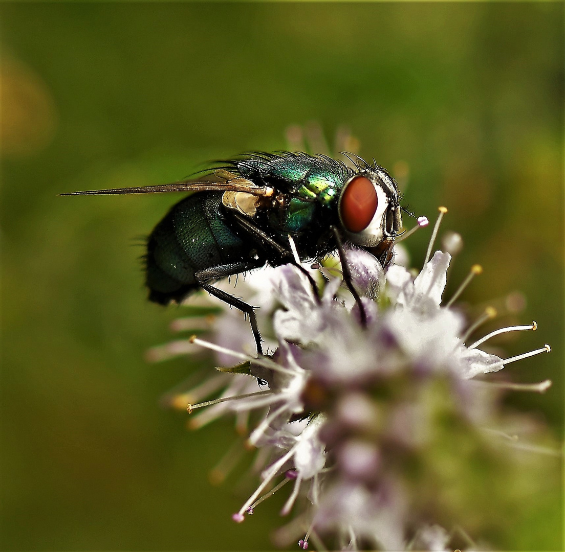 Goldfliege (Lucilia sericata)