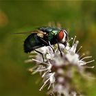 Goldfliege (Lucilia sericata)