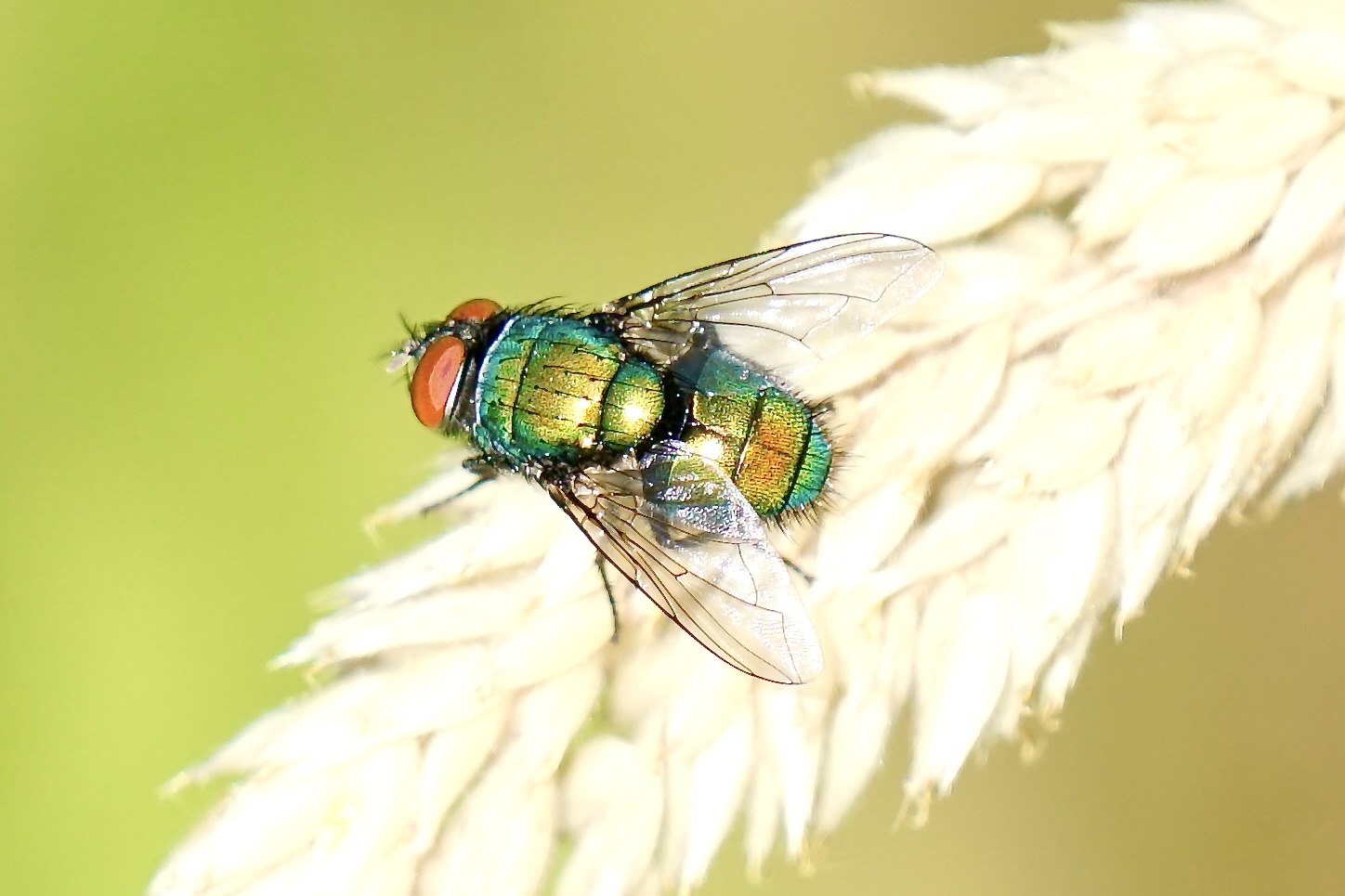 Goldfliege (Lucilia sericata)