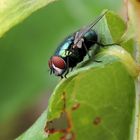 Goldfliege (Lucilia sericata)