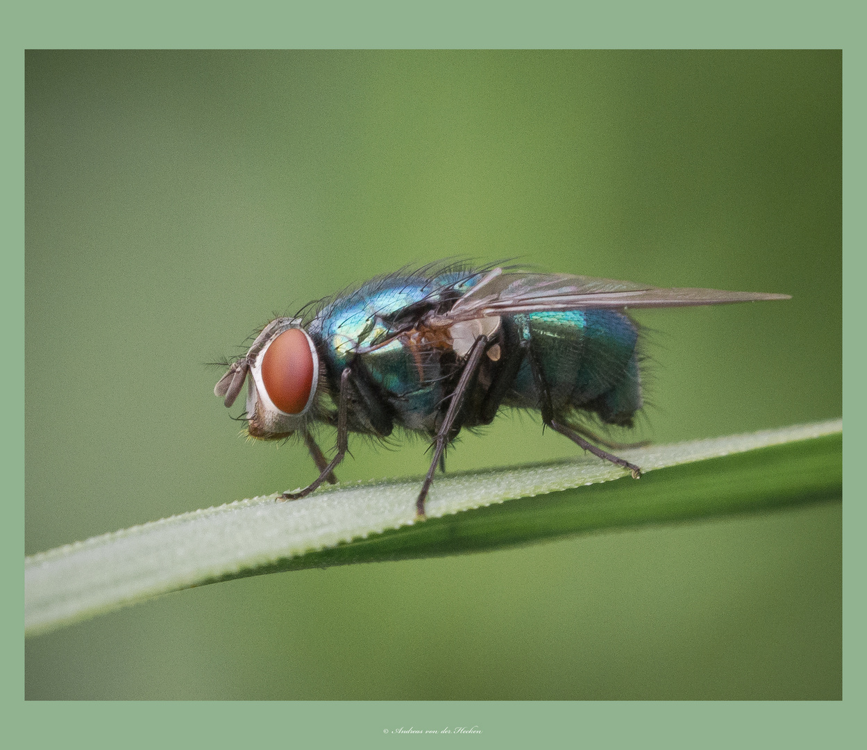 Goldfliege (Lucilia sericata)