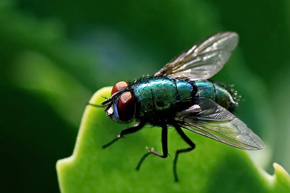 Goldfliege (Lucilia sericata)