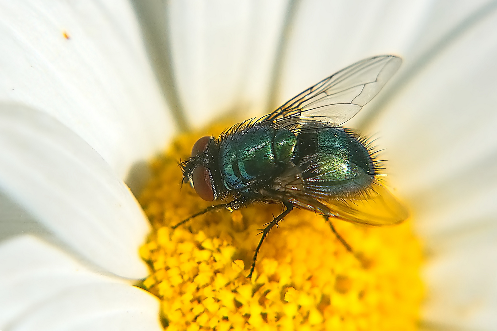 Goldfliege (Lucilia sericata)