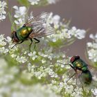 Goldfliege (Lucilia sericata) 