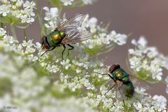 Goldfliege (Lucilia sericata) 