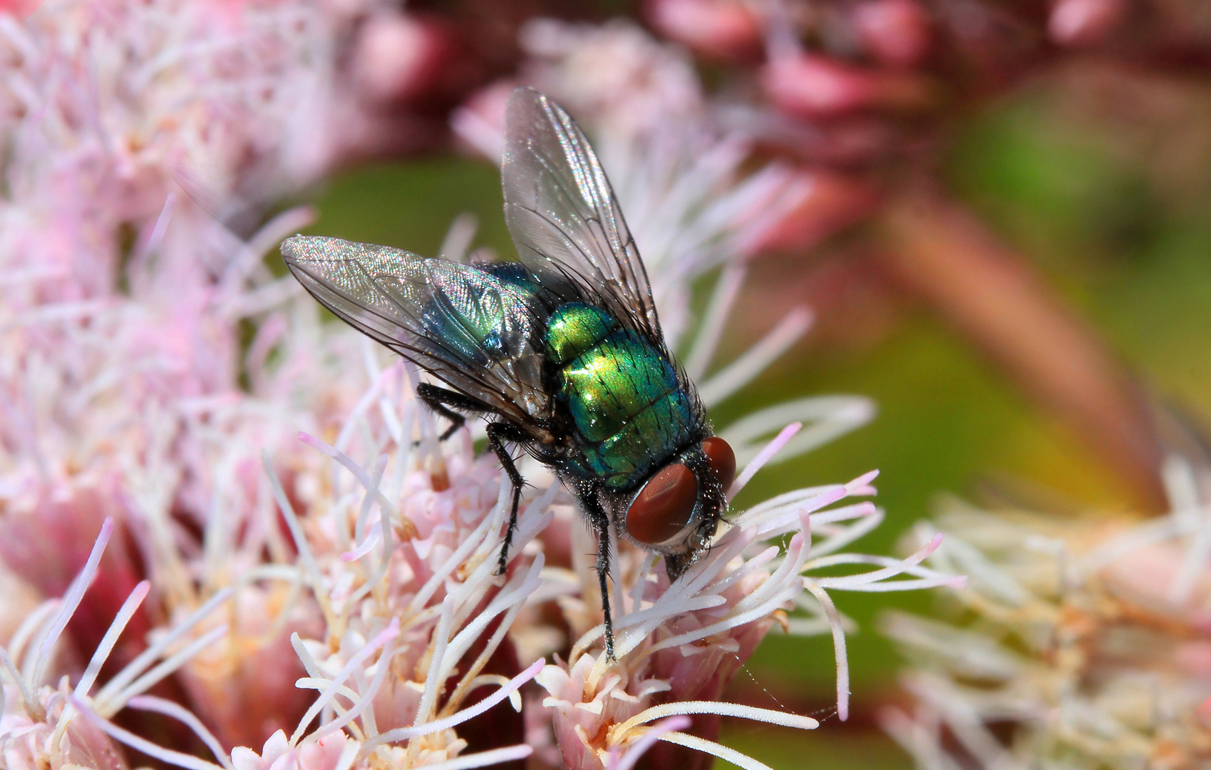 Goldfliege, Lucilia sericata 