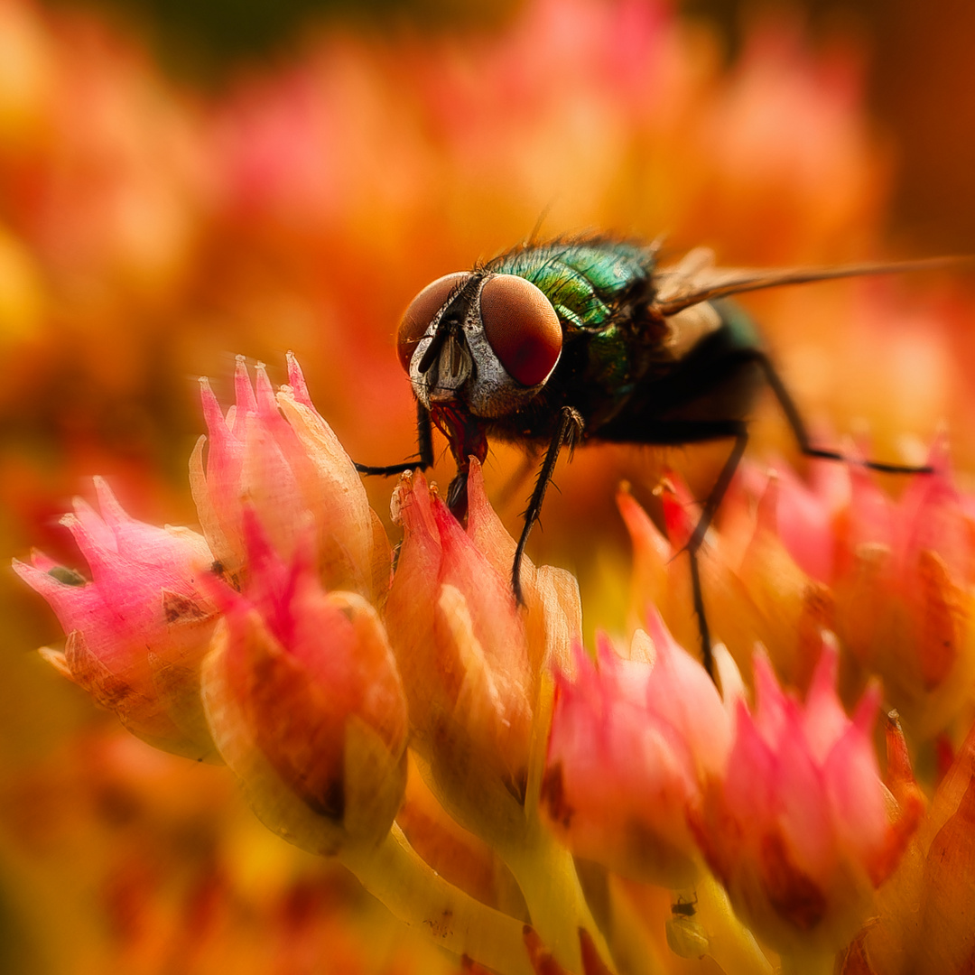 Goldfliege (Lucilia Sericata)