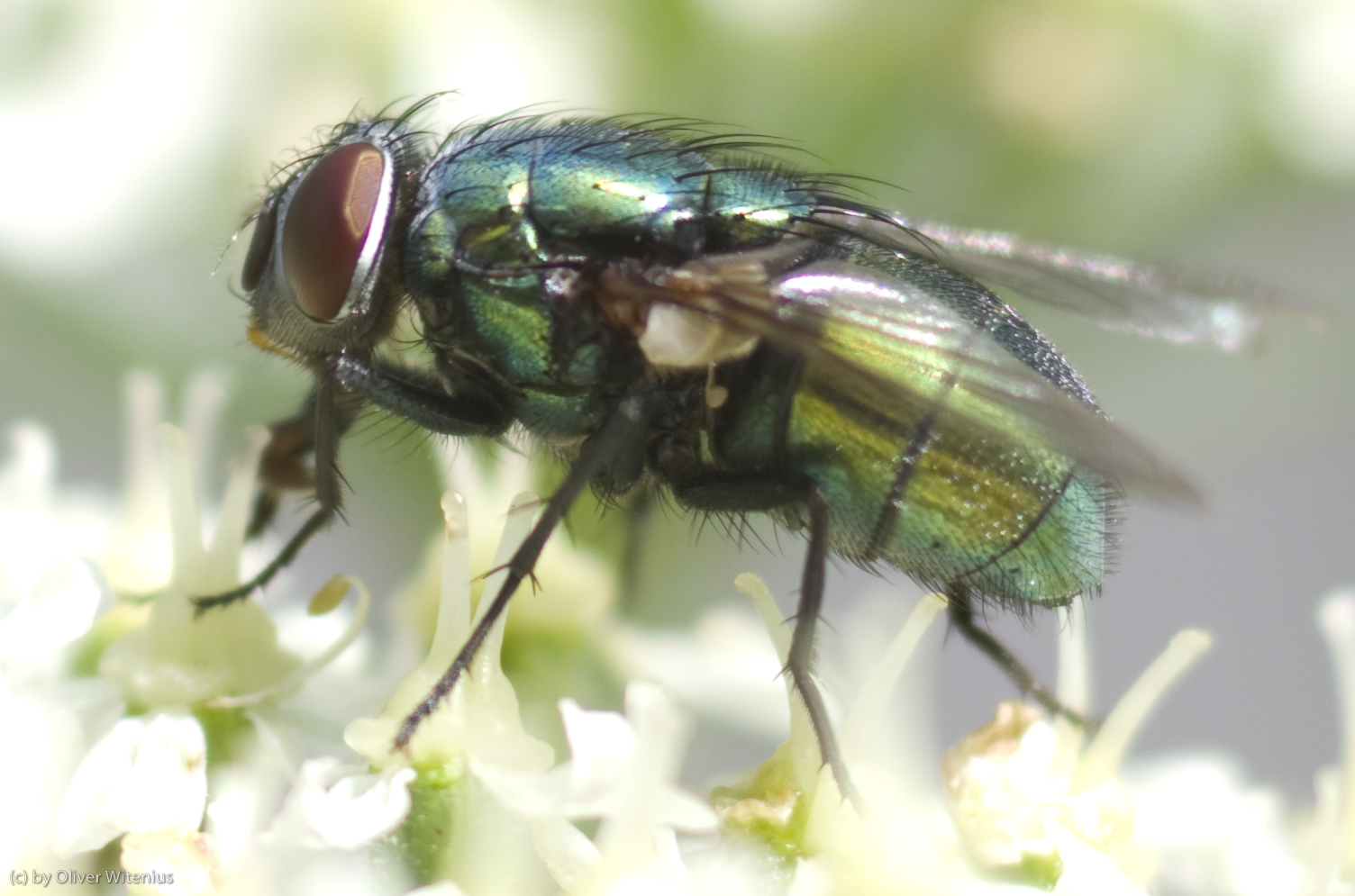 Goldfliege (Lucilia sericata)