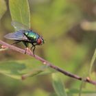 Goldfliege "Lucilia Sericata"