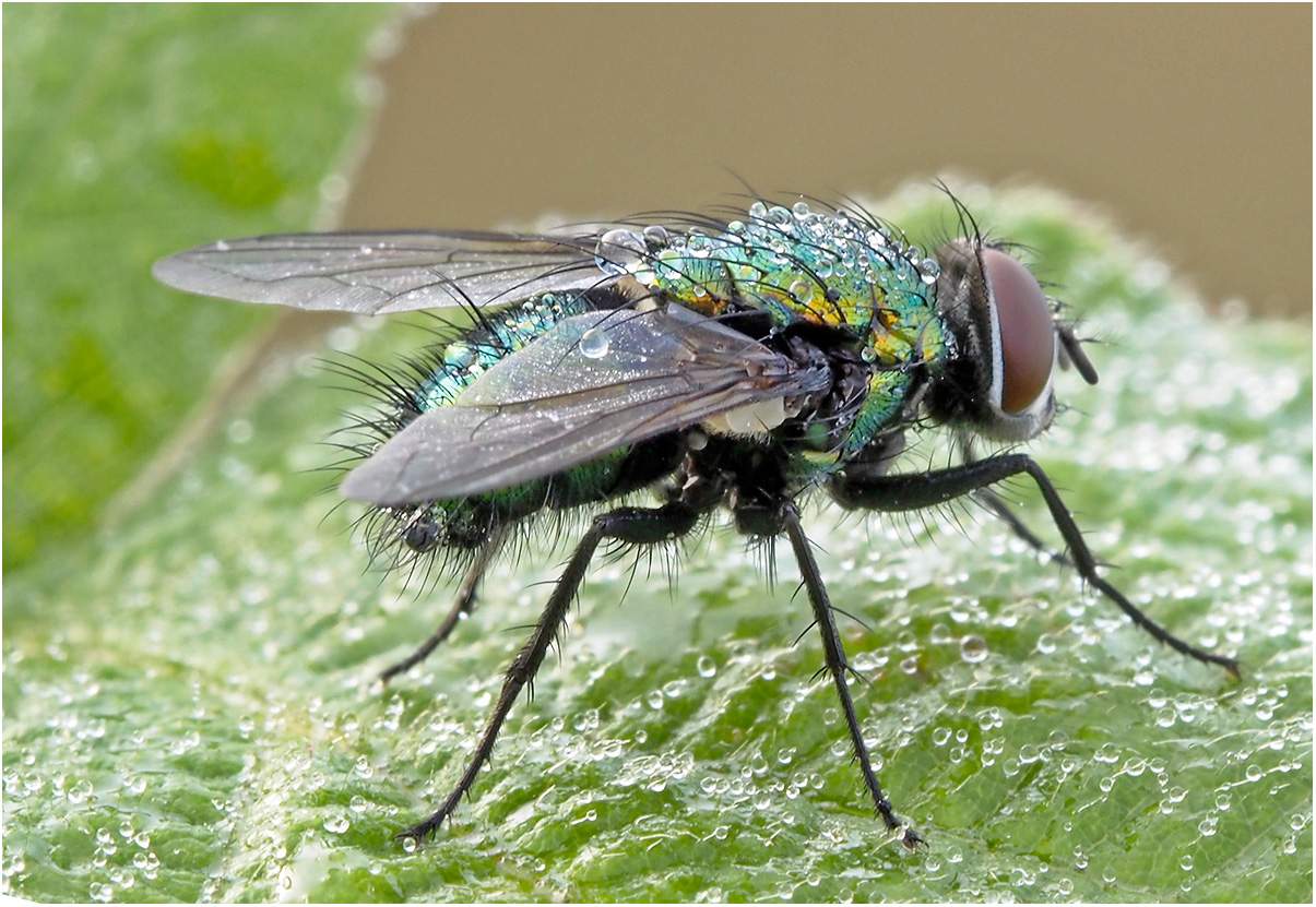 Goldfliege (Lucilia sericata)......