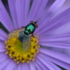 Goldfliege (Lucilia sericata) auf  Alpenaster (Aster alpinus)