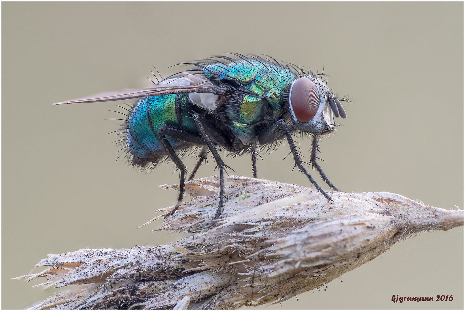 goldfliege (lucilia sericata)......