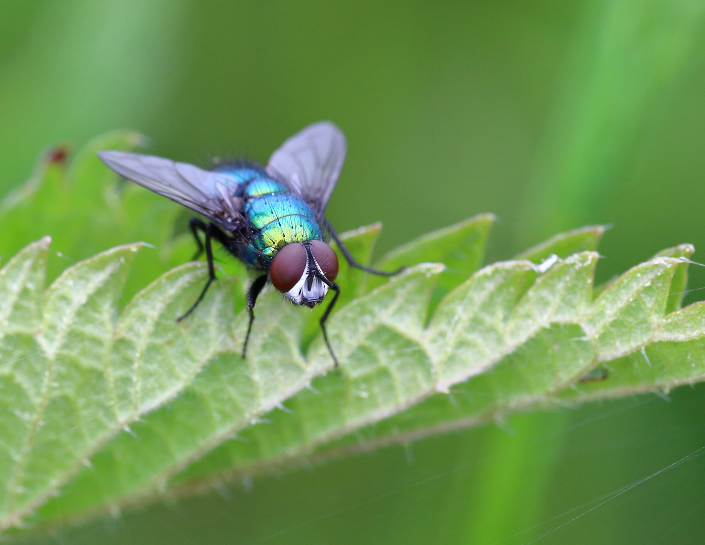 Goldfliege/ Lucilia sericata