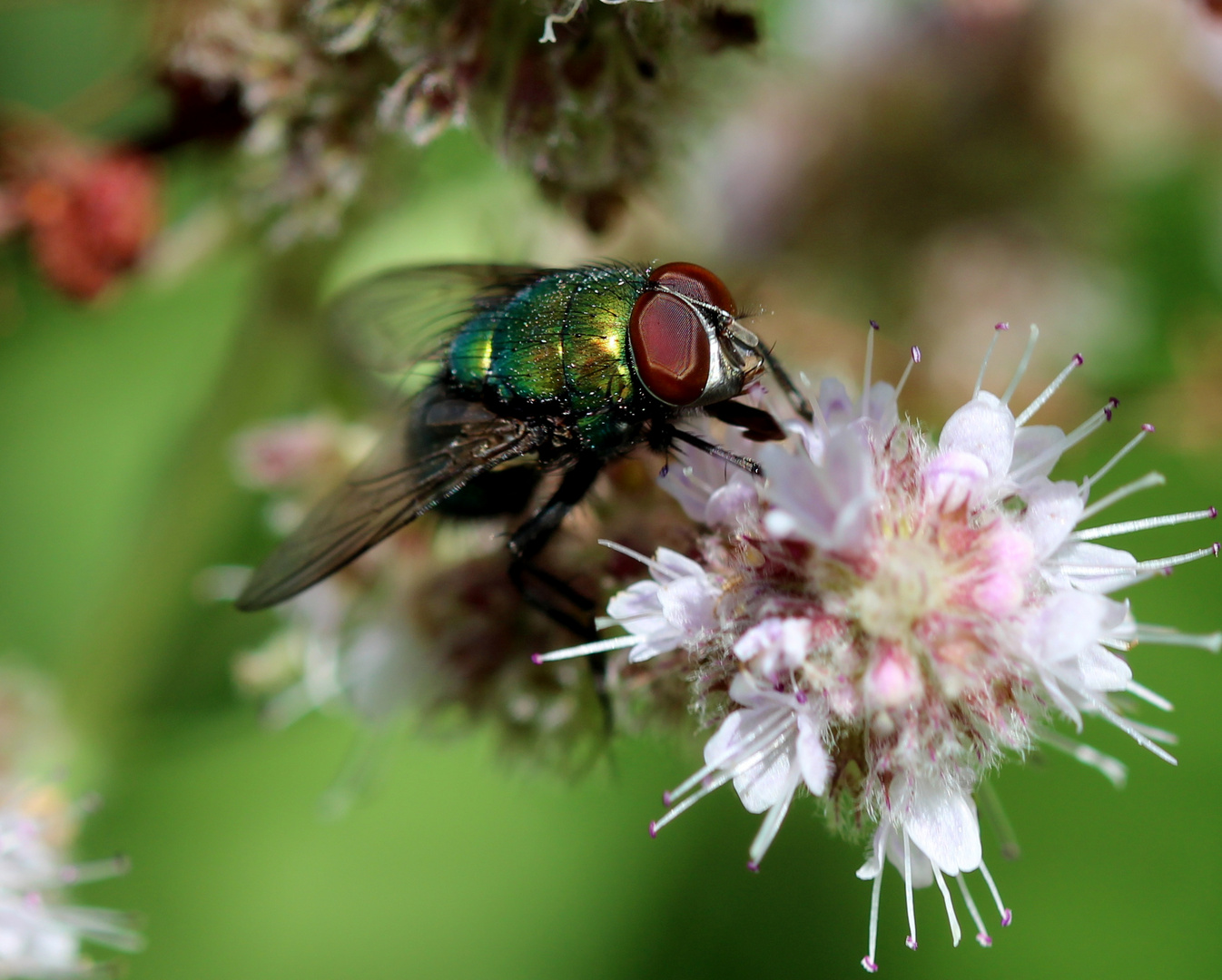 Goldfliege (Lucilia sericata).