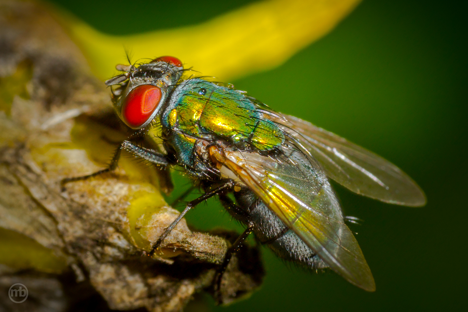 Goldfliege (Lucilia sericata)