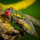 Goldfliege (Lucilia sericata)