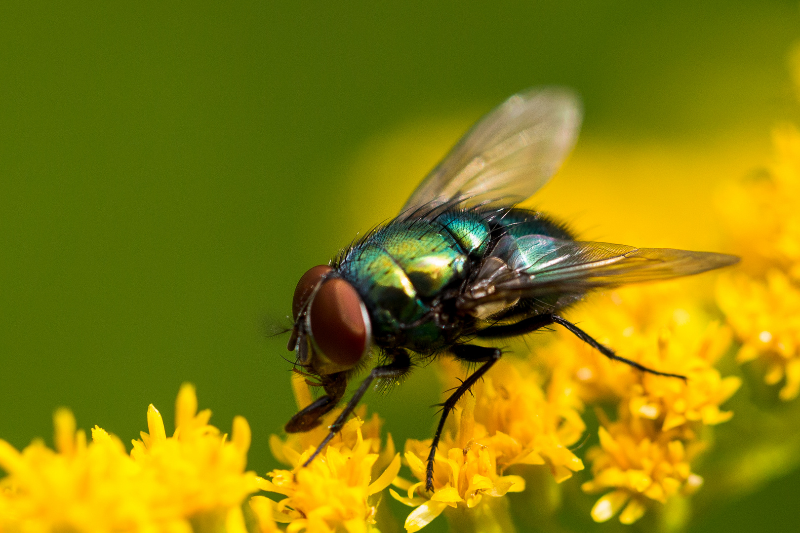 Goldfliege (Lucilia sericata)