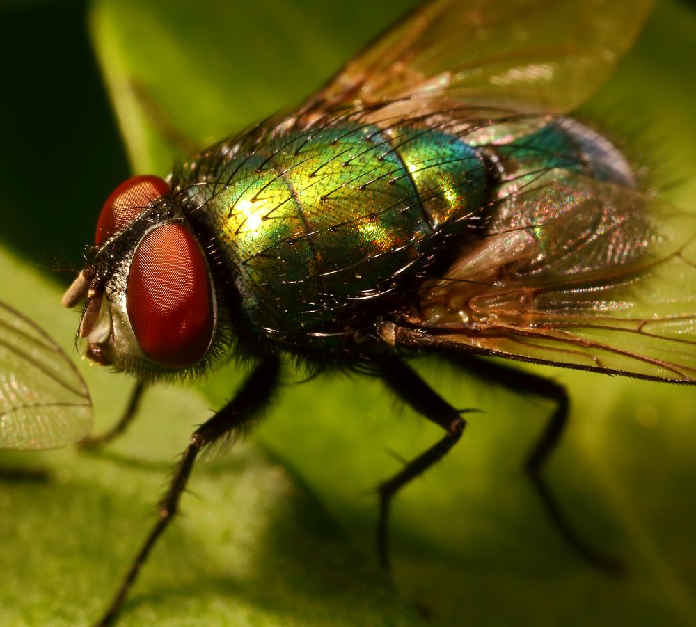 Goldfliege (Lucilia sericata)