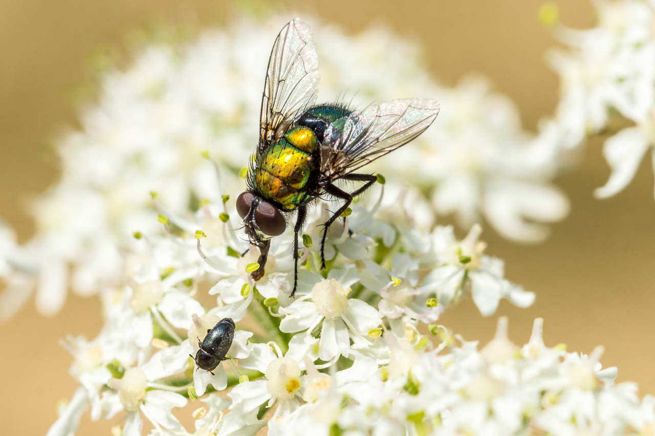 Goldfliege (Lucilia sericata)