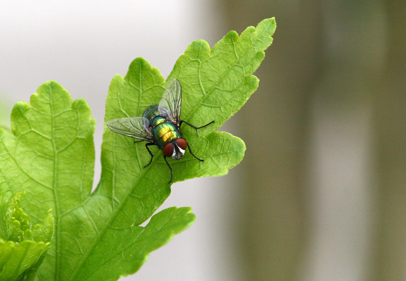 Goldfliege (Lucilia sericata)