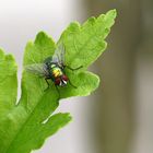 Goldfliege (Lucilia sericata)