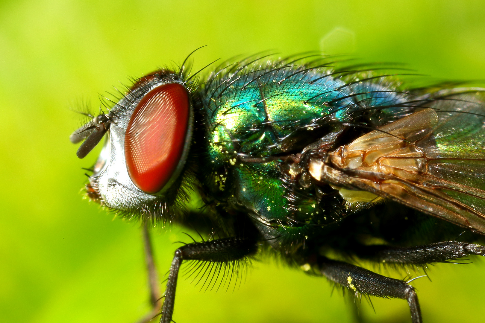 Goldfliege (Lucilia sericata) (II)