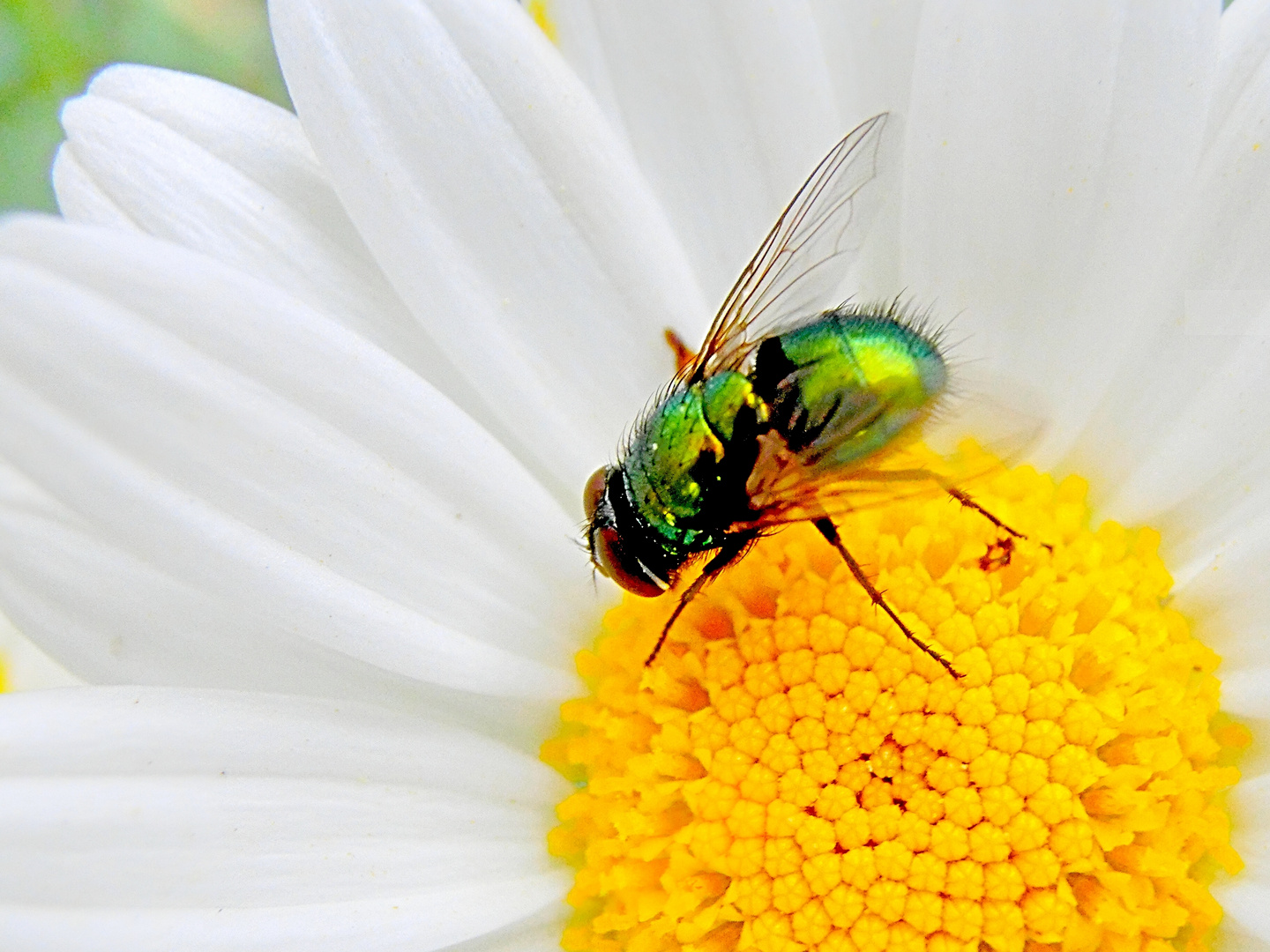 Goldfliege (Lucilia sericata) ist eine Fliege aus der Familie der Schmeißfliegen