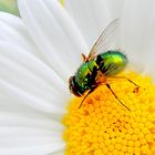 Goldfliege (Lucilia sericata) ist eine Fliege aus der Familie der Schmeißfliegen