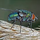 Goldfliege (Lucilia sericata ?) - La lucilie soyeuse ou mouche verte.