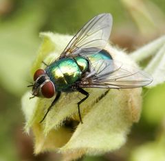 Goldfliege (Lucilia sericata) - Lästig, aber schön anzusehen (1)