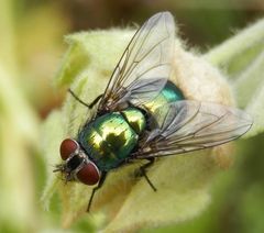 Goldfliege (Lucilia sericata) - Lästig, aber schön anzusehen (2)