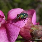 Goldfliege (Lucilia sp.) auf Gartenwicke