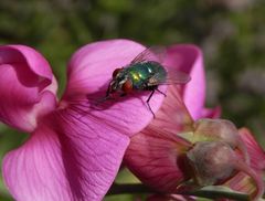 Goldfliege (Lucilia sp.) auf Gartenwicke