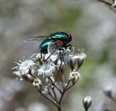 Goldfliege, oder Blaue Schmeissfliege