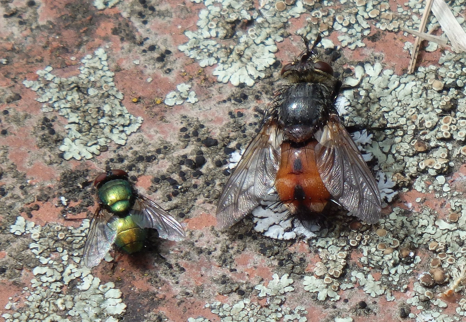 Goldfliege und Raupenfliege (Peleteria rubescens)