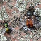 Goldfliege und Raupenfliege (Peleteria rubescens)