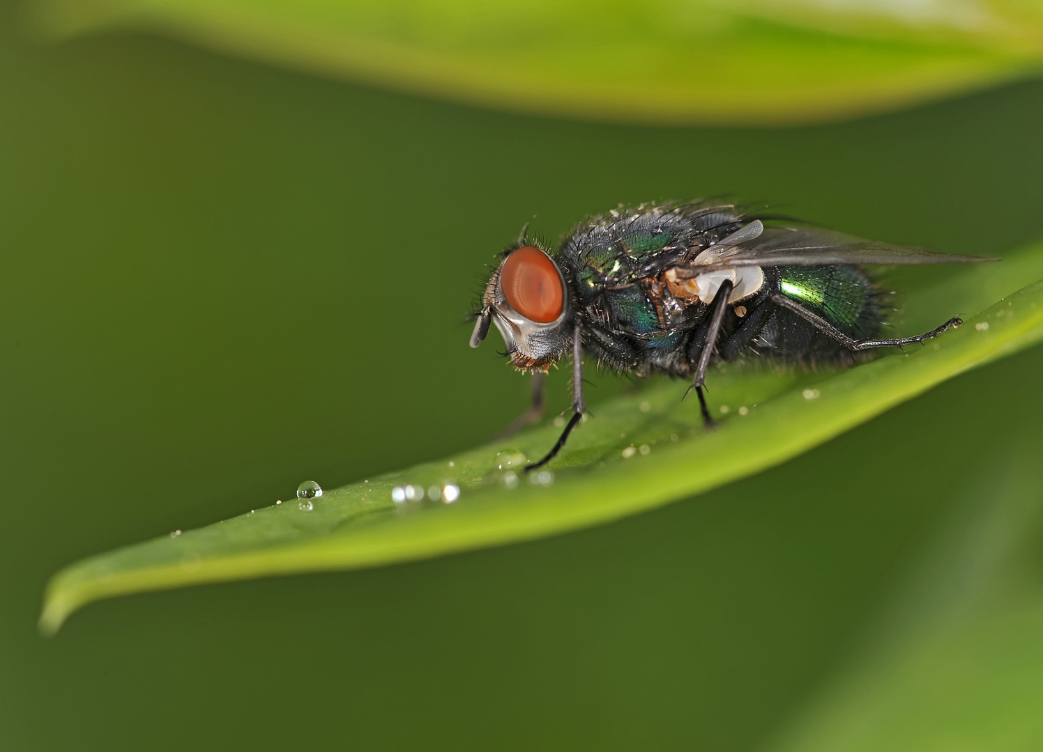 Goldfliege vor Wassertropfen