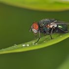 Goldfliege vor Wassertropfen