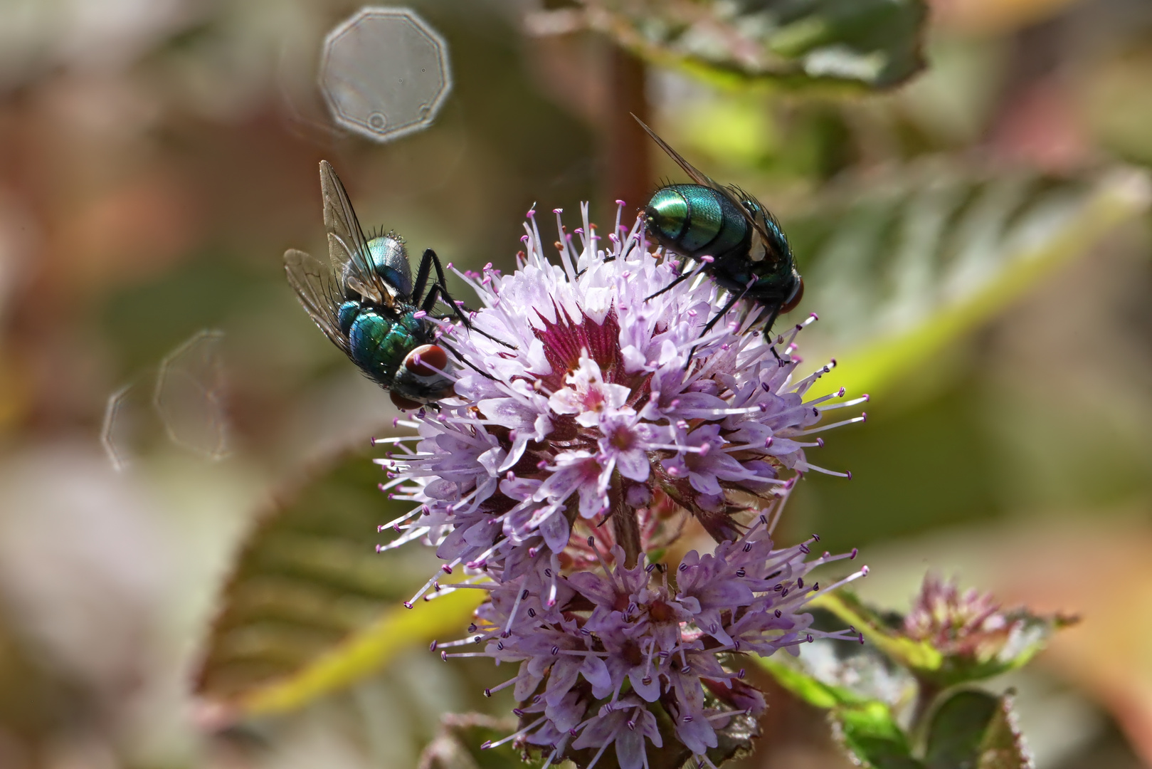 Goldfliegen auf Wasserminze  -  common green bottle fly on water mint