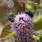 Goldfliegen auf Wasserminze  -  common green bottle fly on water mint