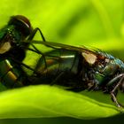 Goldfliegen (Lucilia sericata)