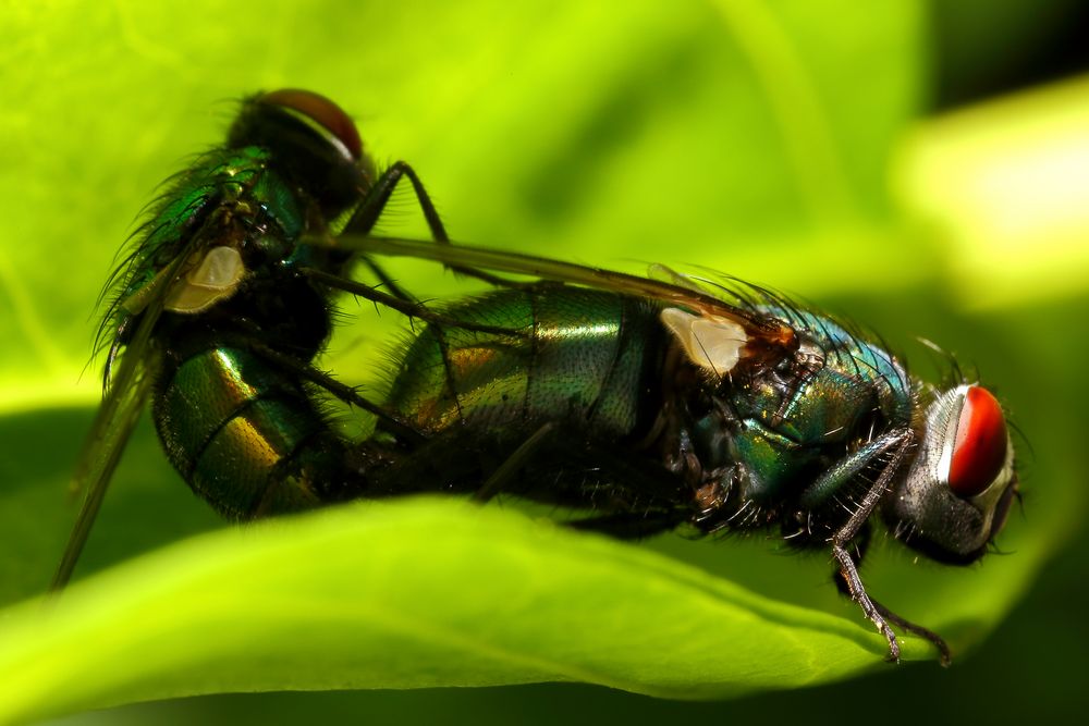 Goldfliegen (Lucilia sericata)