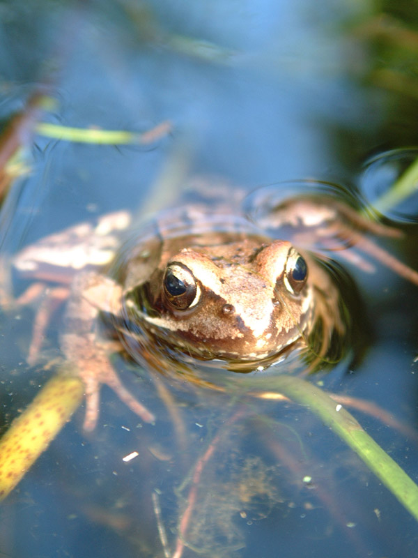 GoldFrosch