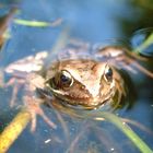 GoldFrosch