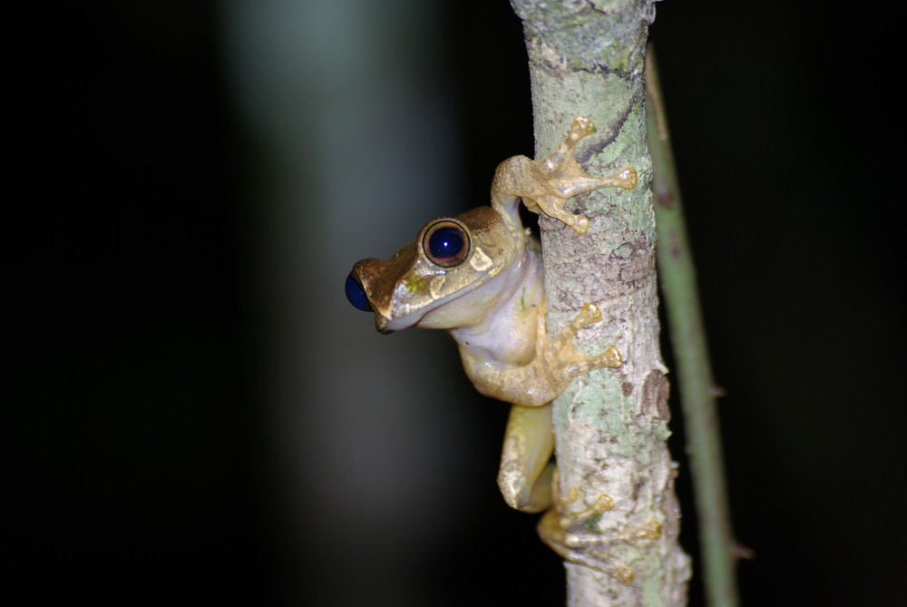 Goldfrosch Madagaskar 2007